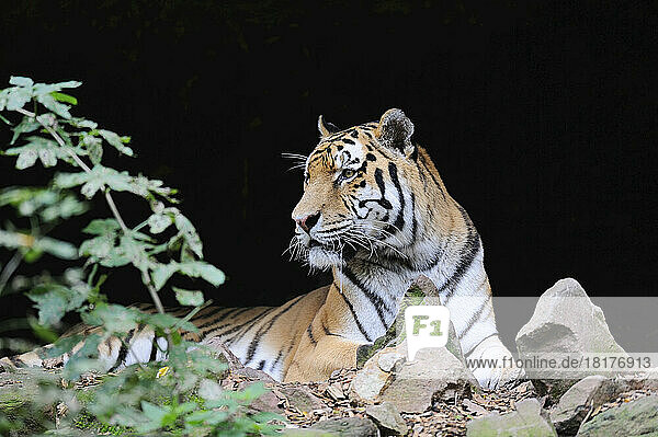 Portrait of Siberian Tiger (Panthera tigris altaica) in Zoo  Nuremberg  Bavaria  Germany