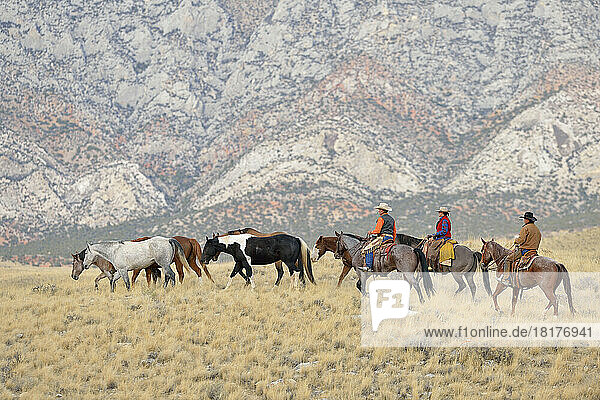 Cowboys and Cowgirl herding horses in wilderness  Rocky Mountains  Wyoming  USA