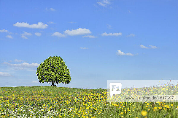 Lime tree (tilia) and park bench in meadow  spring. Irschenberg  Miesbach  Bavaria  Germany.
