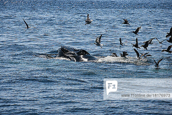 Seagulls Flying Over a Feeding Humpback Whale  Stellwagen Bank  Massachusetts  USA