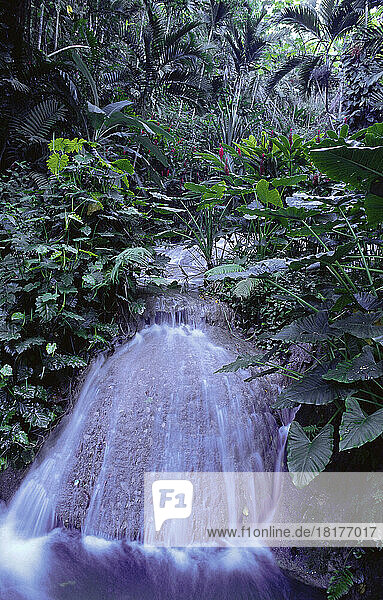 Waterfalls  Ocho Rios  Jamaica  West Indies