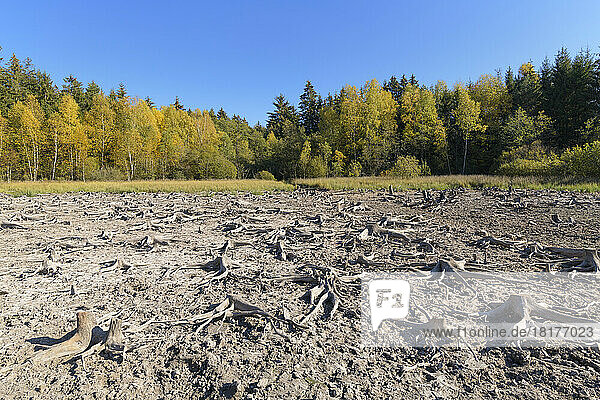 Dry forest lake in autumn  Mulben See  Waldbrunn  Baden-Wurttemberg  Germany