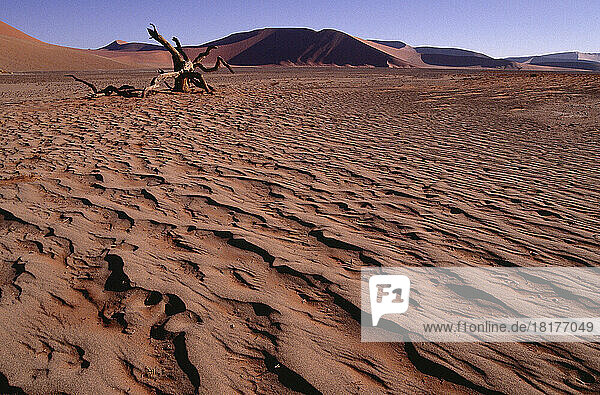 Namib Desert  Sossusvlei  Namibia