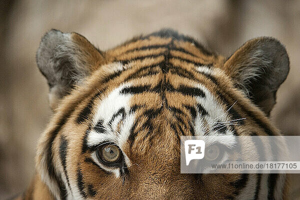 Close-up of the face of an Amur Tiger (Panthera tigris altaica)  also called a Siberian tiger  with detail of the fur markings and eyes; Omaha  Nebraska  United States of America