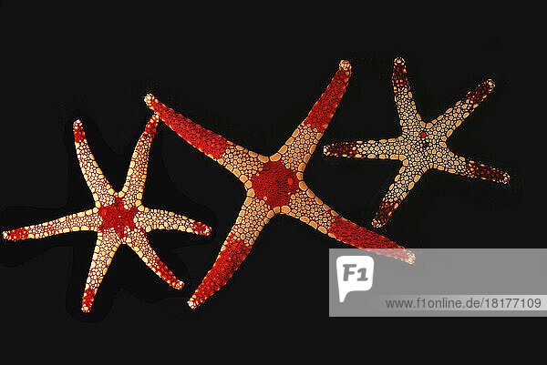 Three Necklace Sea stars  Fromia monilis with 4  5  and 6 legs.; Derawan Island  Borneo  Indonesia.