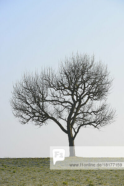 Bare Fruit Tree in Field  Odenwald  Hesse  Germany