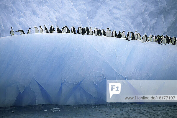 Chinstrap penguins lined up along a blue iceberg.