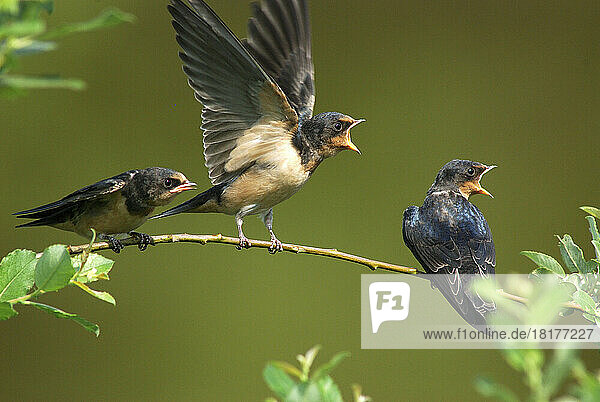 Three barn swallow fledglings begging for a meal.; Arlington  Massachusetts.