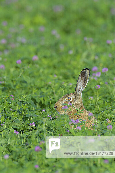 European Brown Hare (Lepus europaeus)  Hesse  Germany