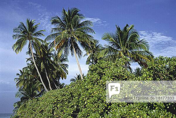 Palm Trees and Foliage  Maldive Islands