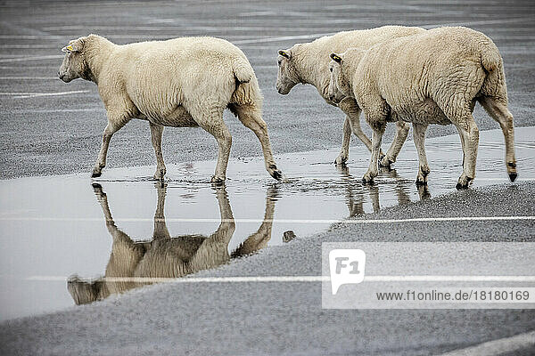 Drei freilaufende Sylter Schafe laufen durch eine Pfütze auf einem asphaltierten Parkplatz in List