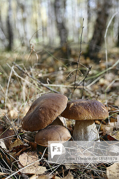 Fresh porcini mushrooms grown in forest