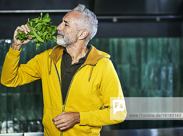 Mature man with beard smelling basil leaves
