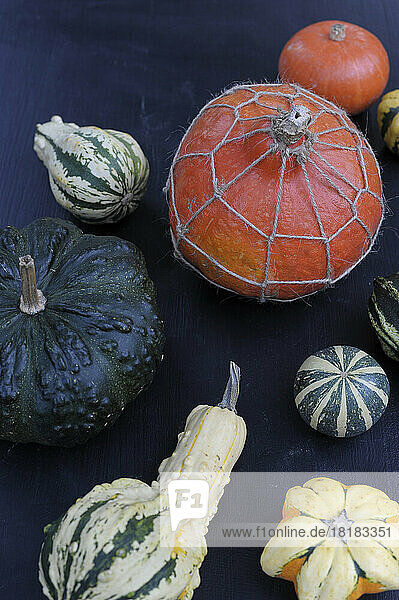 Studio shot of various autumnal pumpkins and gourds