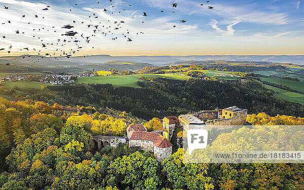 Germany  Baden-Wurttemberg  Drone view of flock of birds flying over ruined Hohenrechberg Castle at autumn dusk