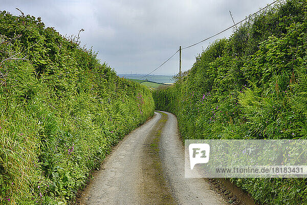 UK  England  Rural road stretching between green overgrown walls