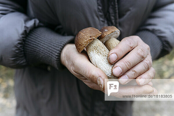 Hands of senior woman holding porcini mushrooms