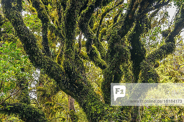 Green moss-covered trees in Egmont National Park