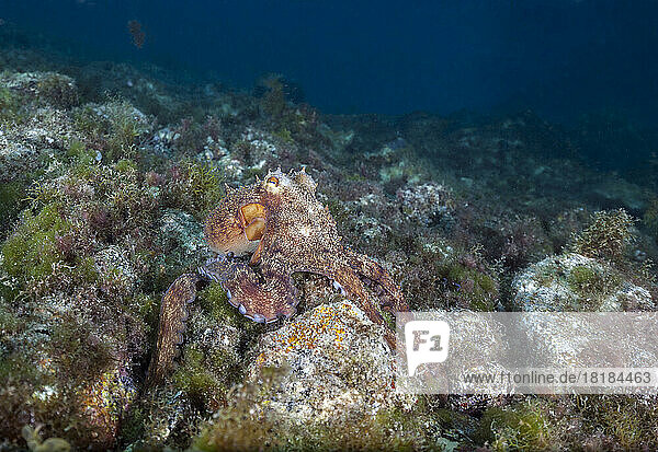 Common octopus (Octopus vulgaris) crawling along ocean floor