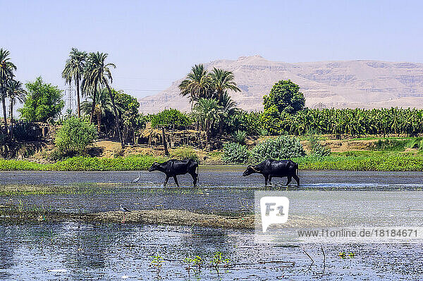 Egypt  Luxor Governorate  Luxor  Water buffaloes walking on bank of Nile river