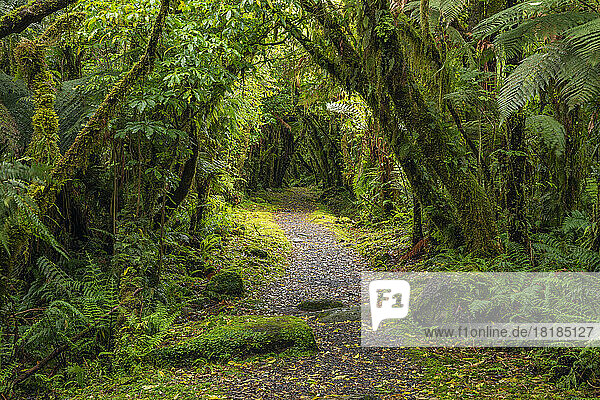 Hiking path in green lush temperate rainforest