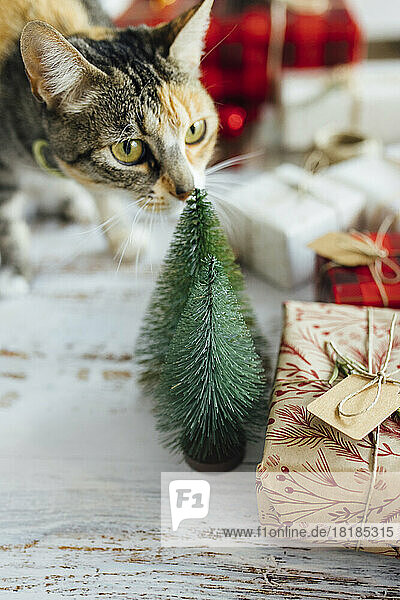 Süße Katze riecht kleinen Weihnachtsbaum