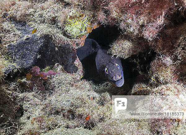 Undersea view of moray eel (Muraena augusti) looking straight at camera