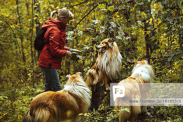 Woman with collie dogs standing by tree in forest