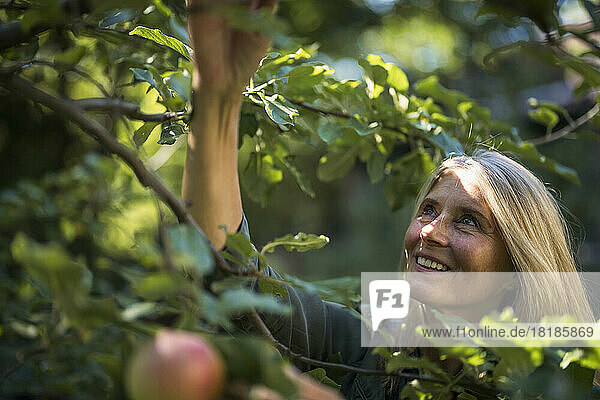 Happy woman with blond hair plucking fruit from tree in garden