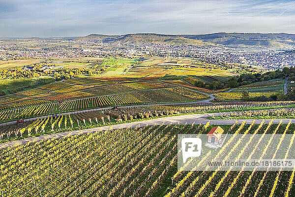 Germany  Baden-Wurttemberg  Drone view of autumn vineyards in Remstal with town in background