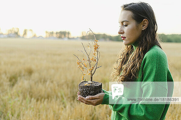 Woman standing with plant at field on sunset