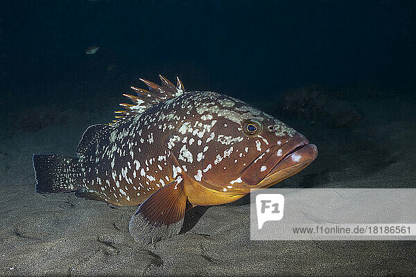 Undersea view of dusky grouper (Epinephelus marginatus)