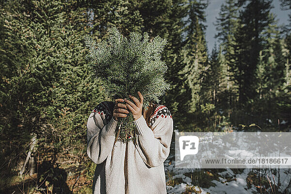 Woman covering face with spruce tree twigs in forest