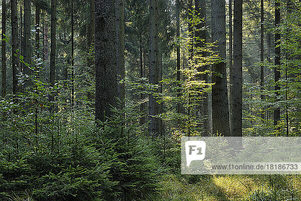 Green woodland in Saxon Switzerland National Park