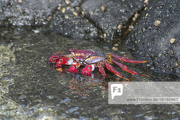 Red Rock Crab (Grapsus adscensionis) in shallow water