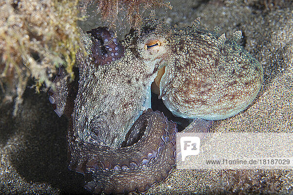 Common octopus (Octopus vulgaris) resting on ocean floor