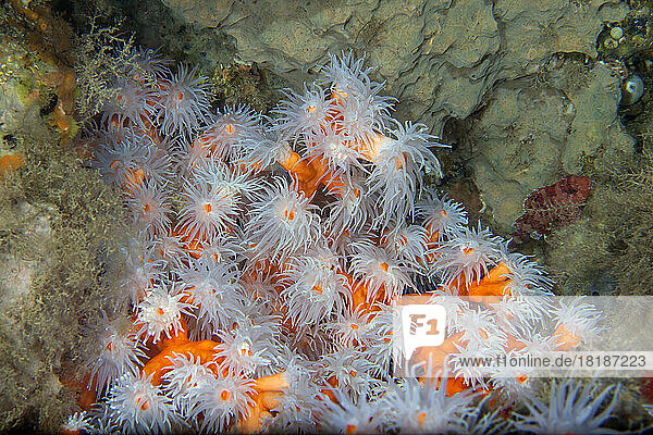 Undersea view of orange tree coral (Dendrophyllia ramea)