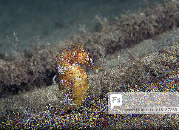 Undersea view of short-snouted seahorse (Hippocampus hippocampus)