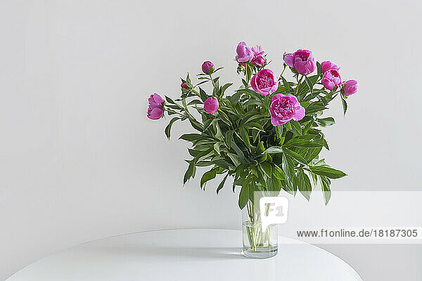 Studio shot of vase with pink blooming peonies standing against white wall