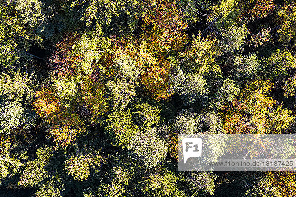 Germany  Baden-Wurttemberg  Aerial view of autumn woodland