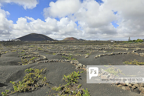 Spain  Canary Islands  Volcanic vineyard on Lanzarote island with Caldera Colorada and Montana Negra in background