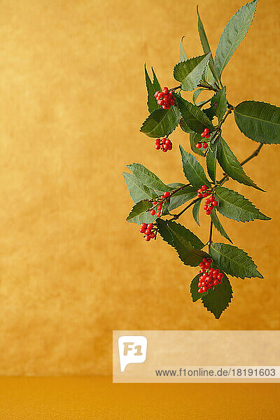 Christmas berries and leaves