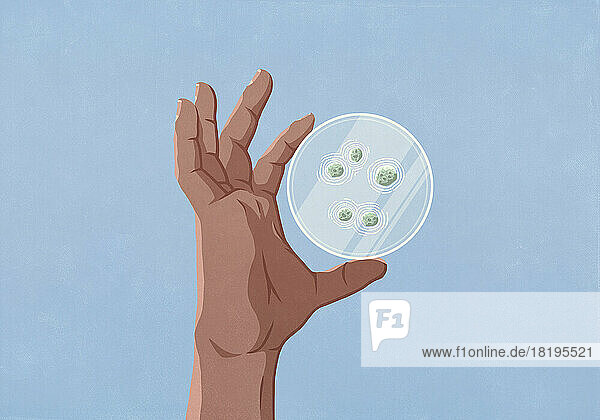 Nahaufnahme einer Hand  die eine Petrischale mit Bakterien hält