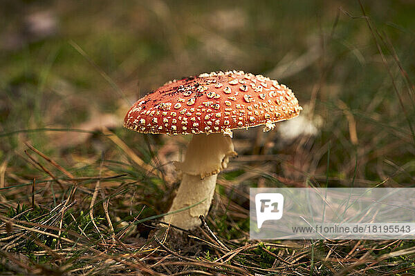 Close up Fly Agaric mushroom growing in woods