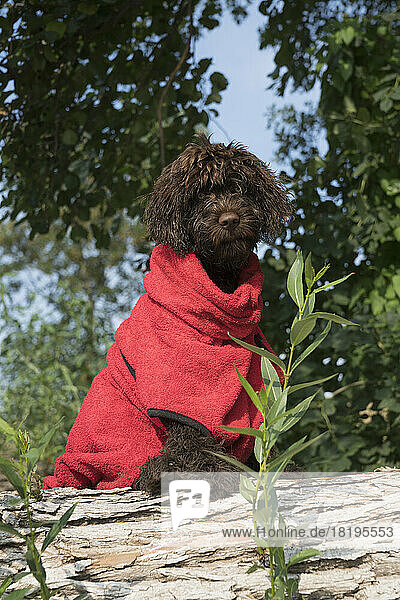 Portrait cute brown Barbet dog wearing sweater