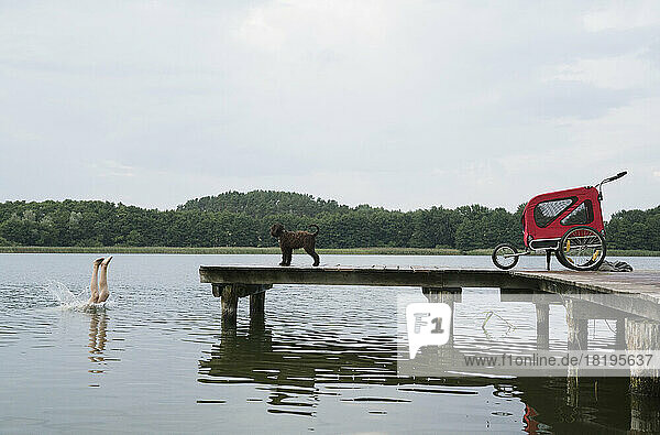 Hund beobachtet Mädchen  das vom Steg in den See springt
