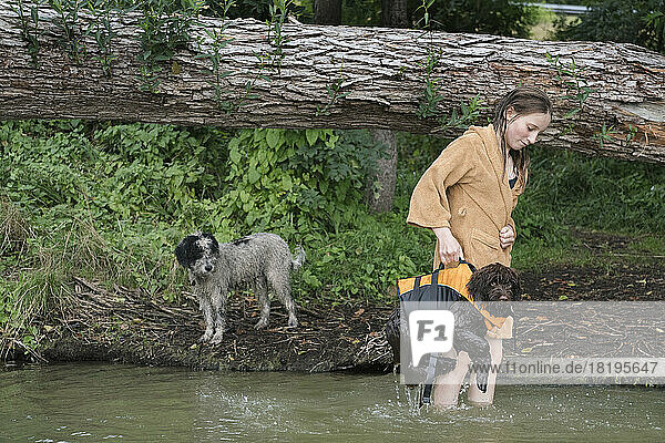 Girl lifting Barbet dog in life jacket  wading in lake