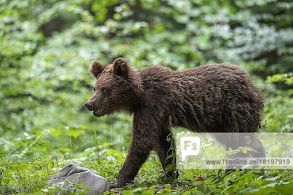 Europäischer Braunbär (Ursus arctos arctos)  Jungtier im Wald  Notranjska Region  Slowenien  Europa
