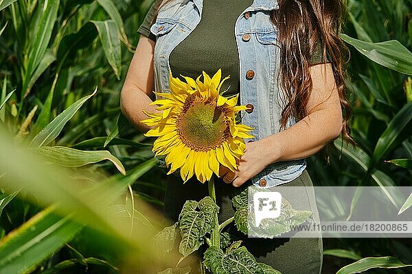 Ausgeschnittenes Bild einer jungen Frau in einem Maisfeld mit einer Sonnenblume in der Hand