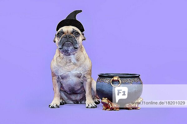 Französische Bulldogge Hund mit Halloween-Kostüm Hexenhut neben Kessel auf lila Hintergrund